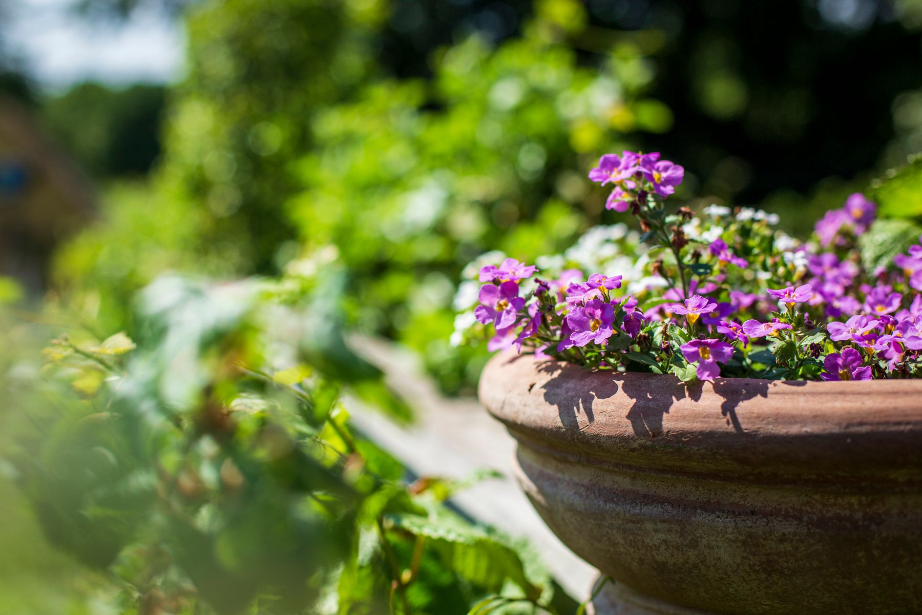 Purple flowers against a garden backdrop - SBM Life Science