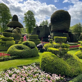 Part of the world's oldest topiary garden at Levens Hall and Gardens, Cumbria, the founder of World Topiary Day