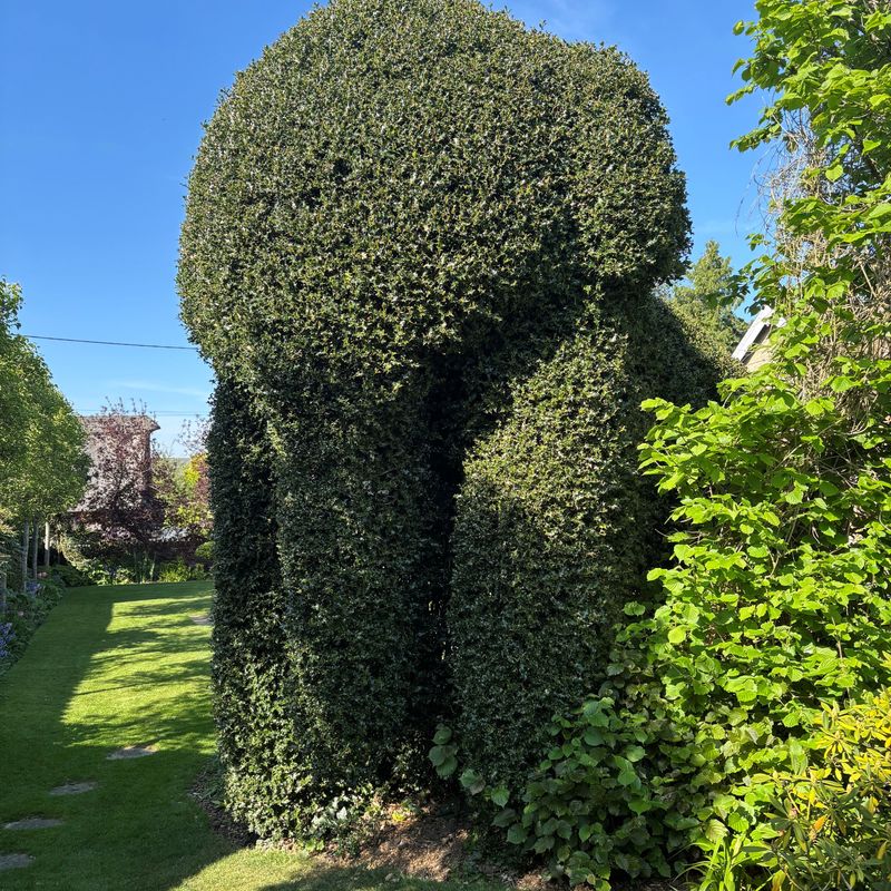 Angela Hawkins - Second Place in UK Home Gardener Category