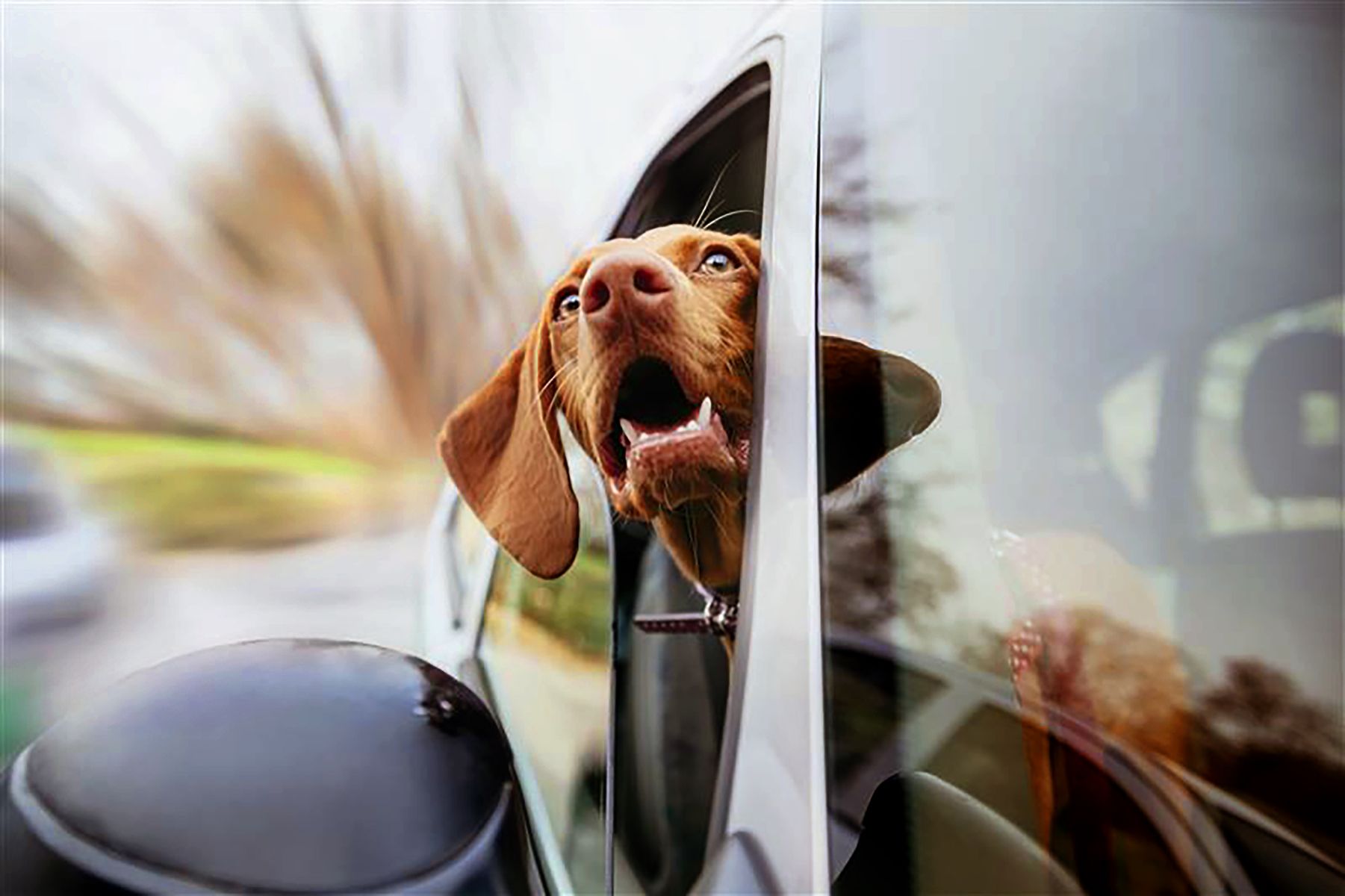 Safer Inside : Campaign Image - TAVO Pets - Illustrating Dog with head out of car window 