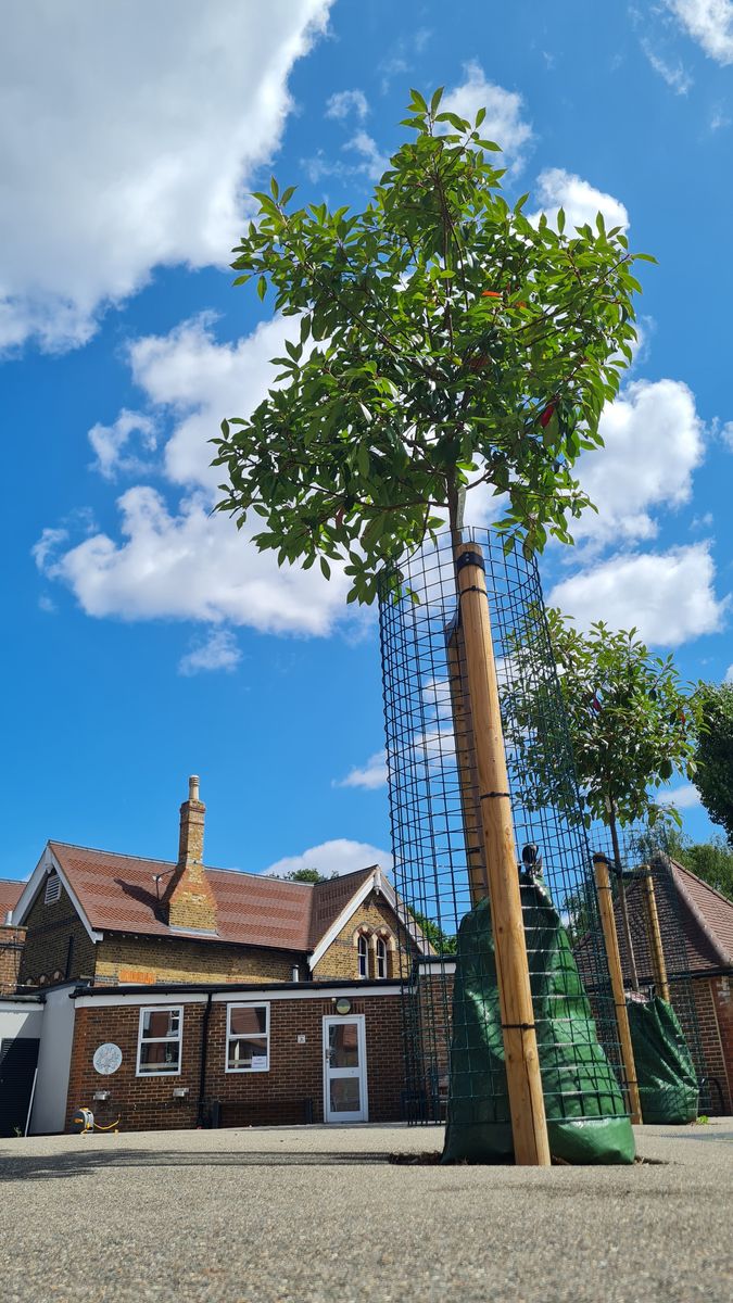 School tree