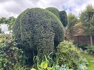 Angela Hawkins - Second Place in UK Home Gardener Category