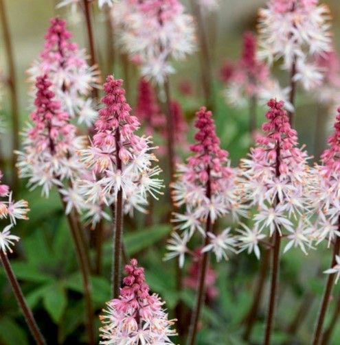 Tiarella 'Raspberry Sunrise'