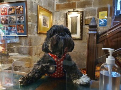 Doggy guest 'George' checks into Langley Castle Hotel, Northumberland