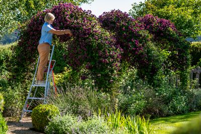 Henchman Fully Adjustable PRO Tripod Ladder