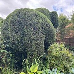 Angela Hawkins - Second Place in UK Home Gardener Category