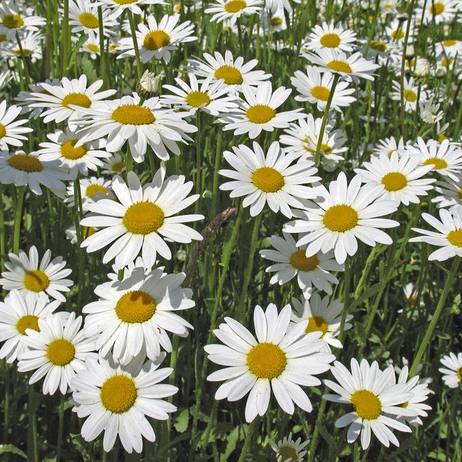 Oxeye Daisy
