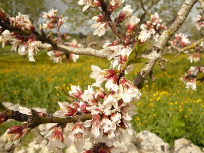 Almond blossom in Mallorca