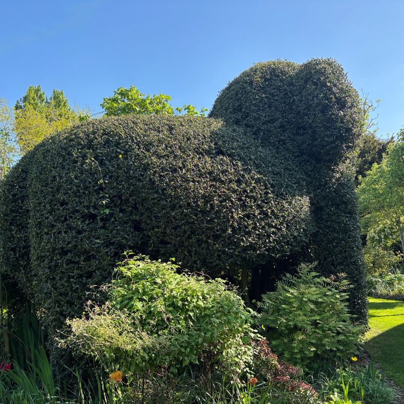 Angela Hawkins - Second Place in UK Home Gardener Category