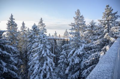 176431-F014197-pot_med_krosnjami_zima_4-photo-m.jpg