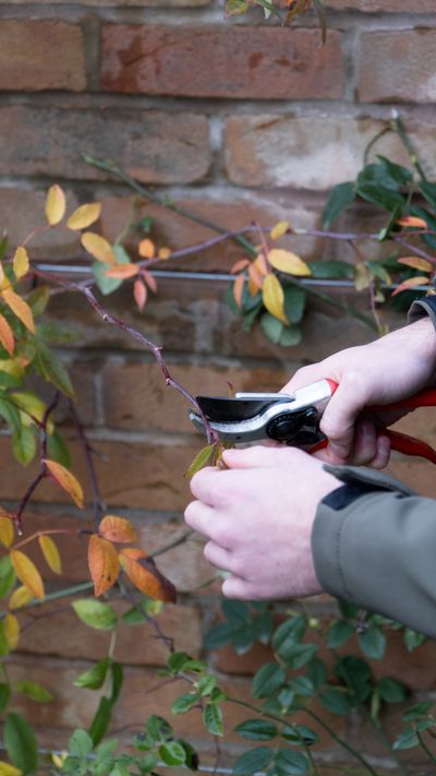 Rose Pruning