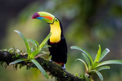 Undiscovered Costa Rica AdobeStock_1004161518.jpeg