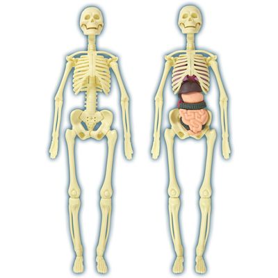 Build a Body