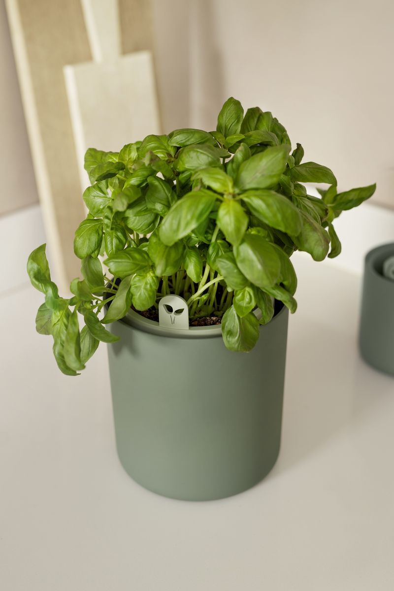 bouncy basil leaf green