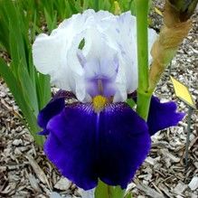 Iris Night Edition