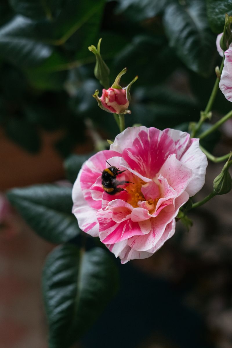 David Austin Roses receive 29th Gold for ‘The King’s Rose’ Showcase at RHS Chelsea Flower Show 2025