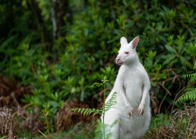 white-wallaby-deer-park-summer-justin-lewis (9).jpg