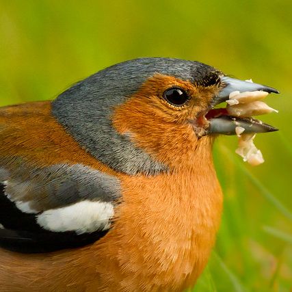 Photo credit - Sean McMenemy, Ark Wildlife