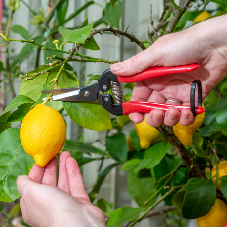 Pointed Fruit Pruner