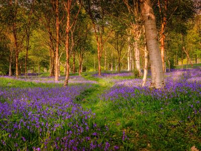 Bethlehem Wood at Wakehurst