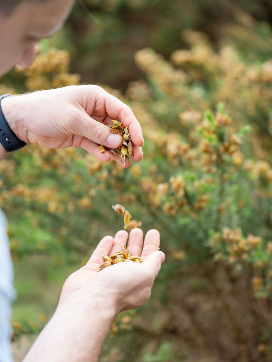 Jean-interlude-foraging-gorse-summer-justin-lewis (11).jpg