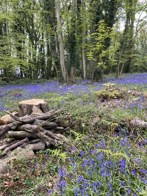 Bluebell Photography