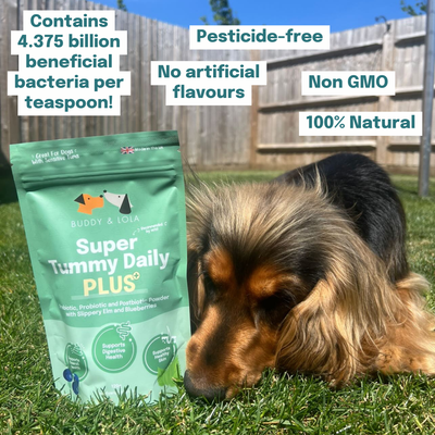 Buddy & Lola, Super Tummy Daily Plus, Pre, Pro & Postbiotics for dogs