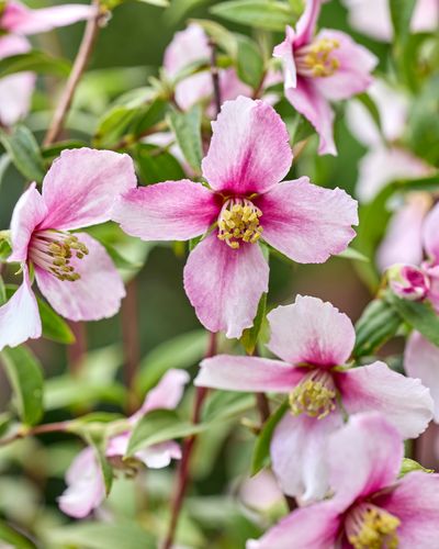 Philadelphus x 'petite perfume pink'
