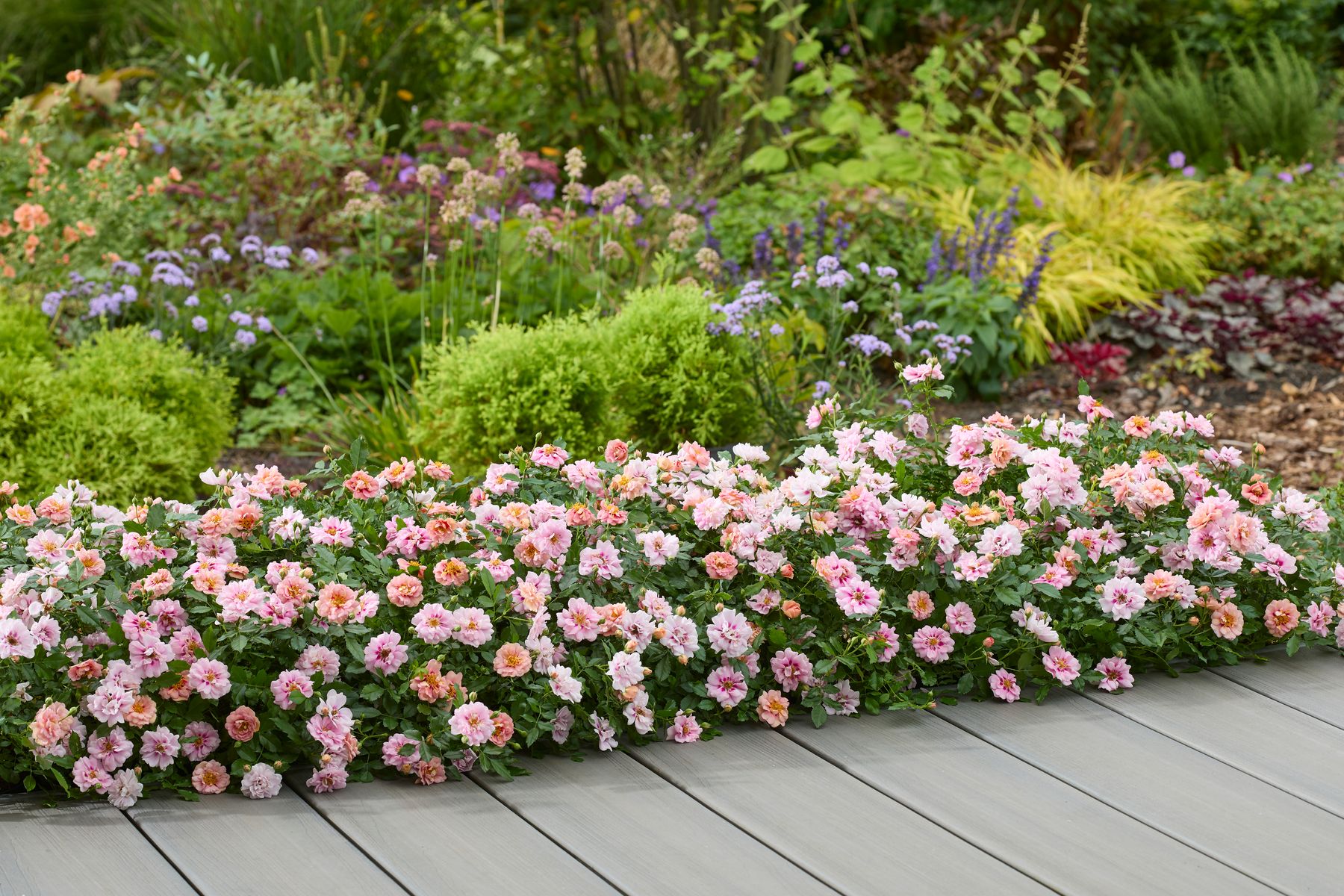 Rosa persica ‘Amirose’ (Korhulth 005)