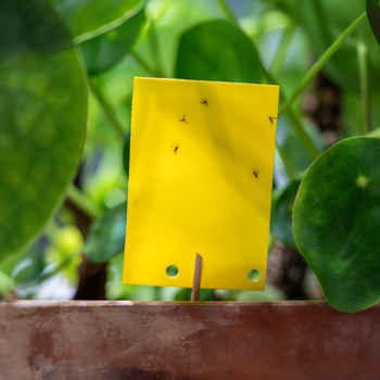 Fungus gnat on yellow trap