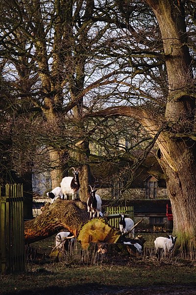 Bagot goats at Levens Hall & Gardens