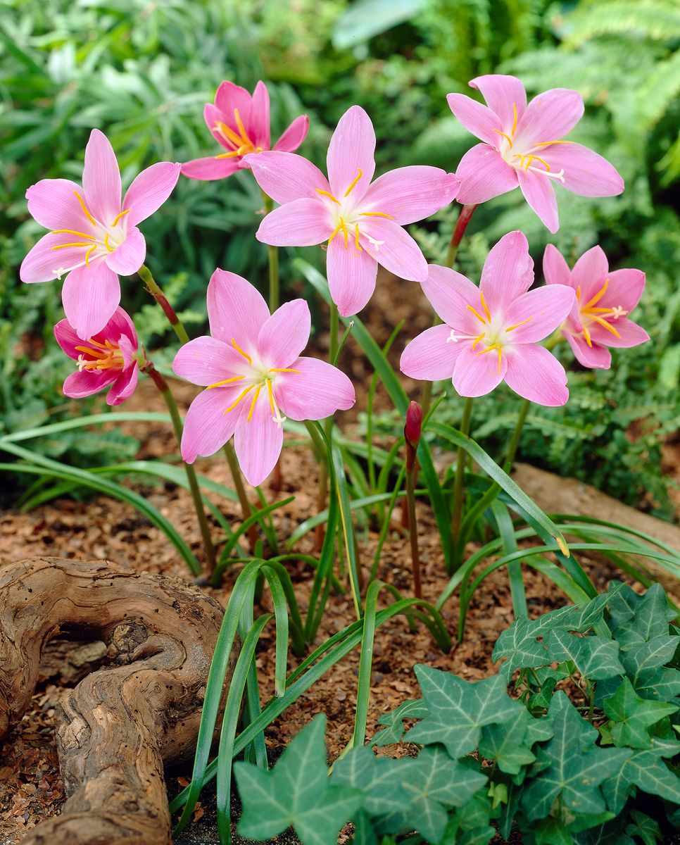 Zephyranthes Robusta (Brazilian Copper Lily/Pink Fairy Lily) 