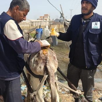 The Safe Haven team treating a donkey.jpg