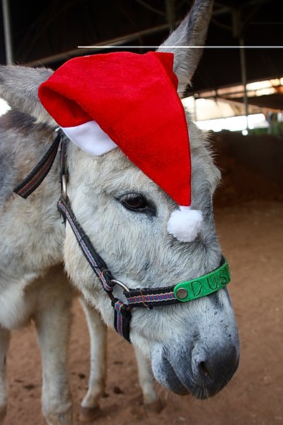 Dusty in Xmas hat.jpg