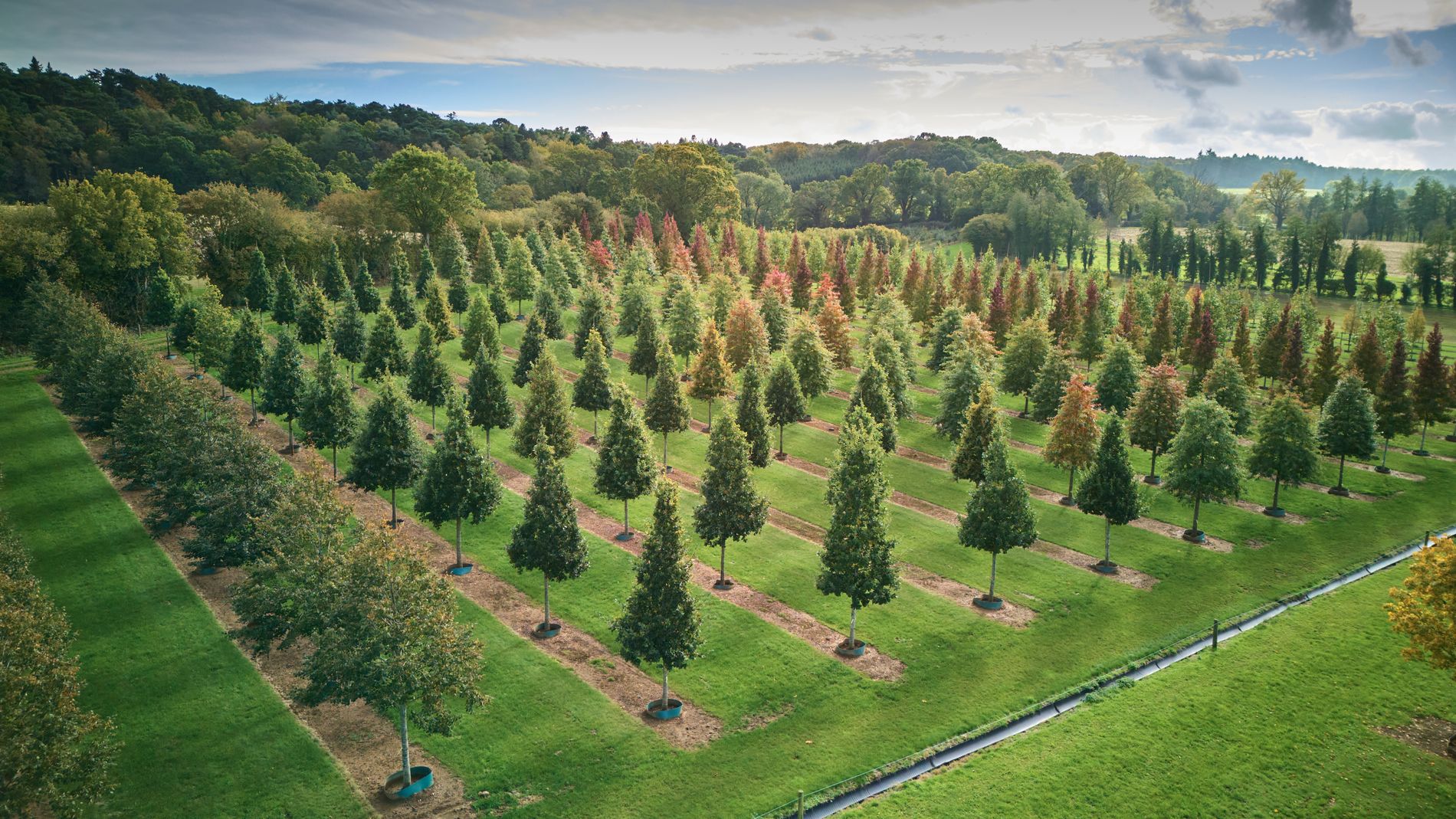 Hillier Trees