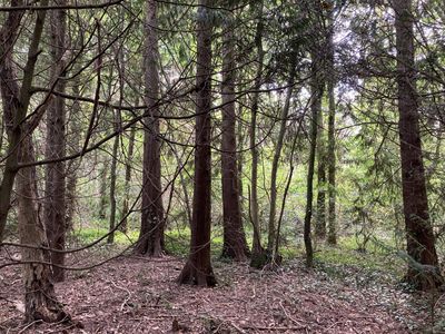 Wonder Wood Three.jpg