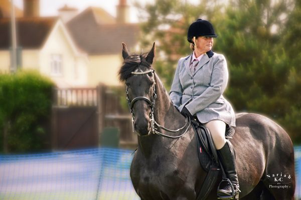 Friesian in the Showing Arena