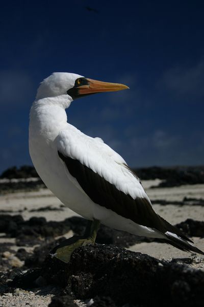 Galapagos - Locations, Flora & Fauna (15).jpg