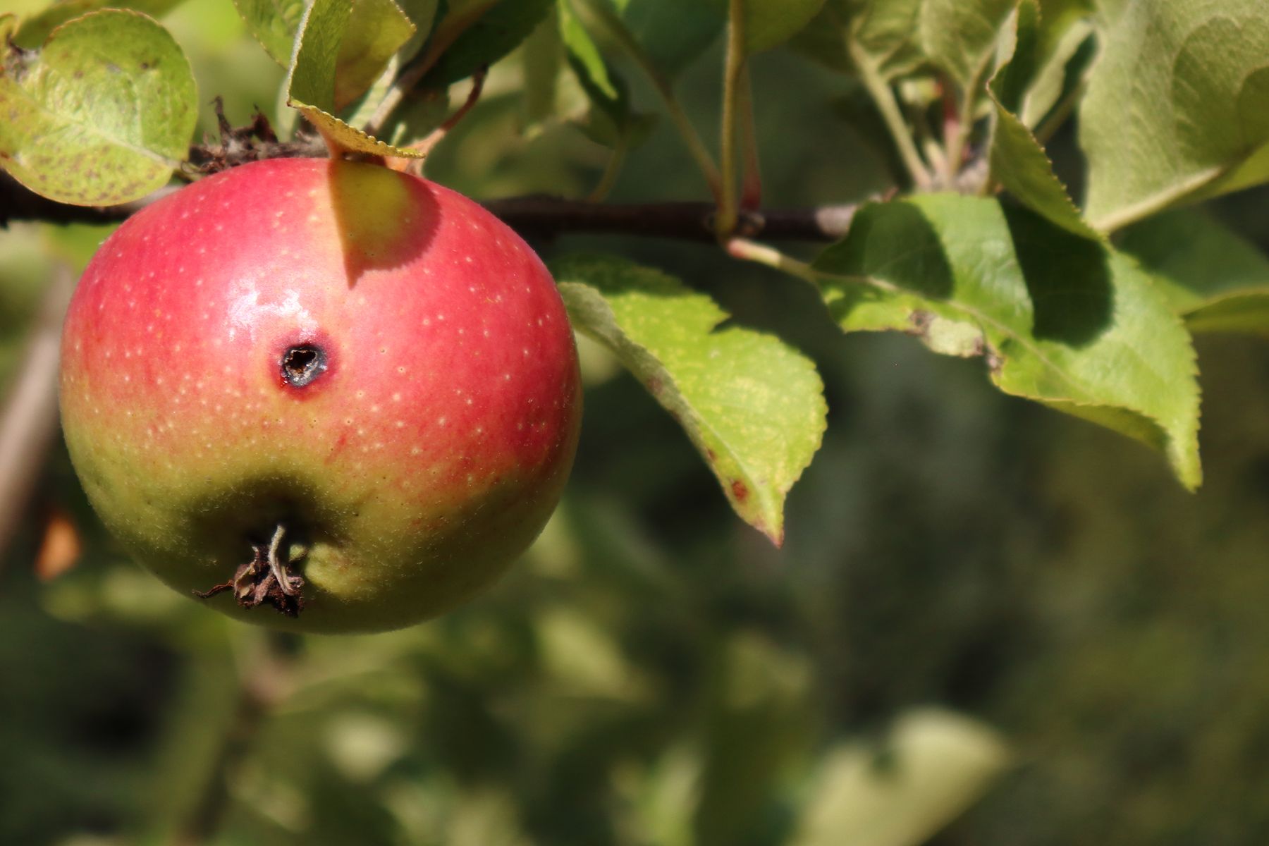 Codling moth larvae damage