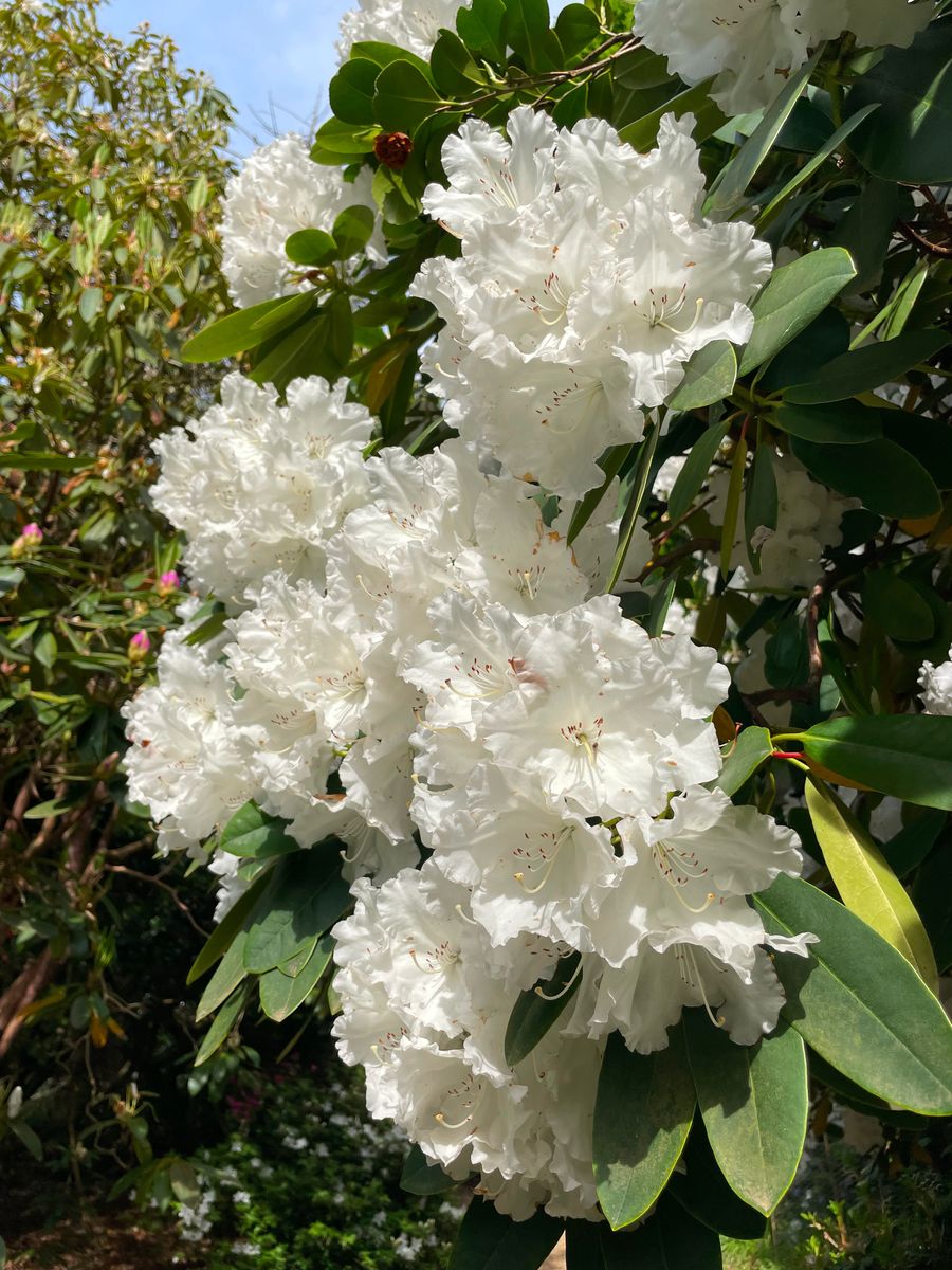 Spring-Rhododendron 49.jpg