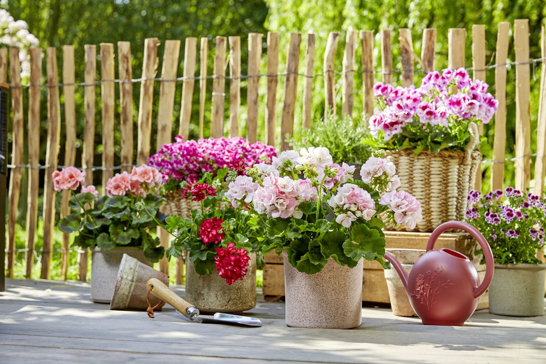 2023_Geraniums_1000_Joyous_Summer_Moments_19.jpg