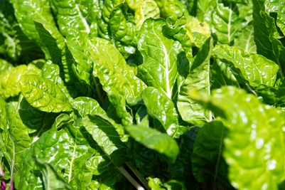 Nemasys Fruit and Veg Protection