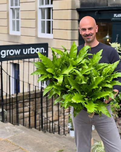 Grow Urban (3).png