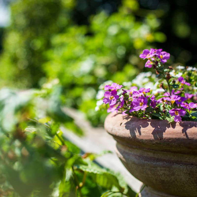 Purple flowers against a garden backdrop - SBM Life Science