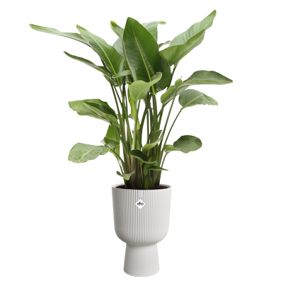 vibes fold coupe 30cm silky white