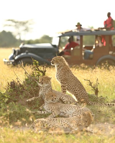 Cottars-Safaris-cheetah-4.jpg