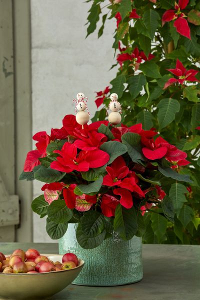 2022_poinsettia_05120_DIY_Decorative_Snowman_Flower_Sticks_05.jpg
