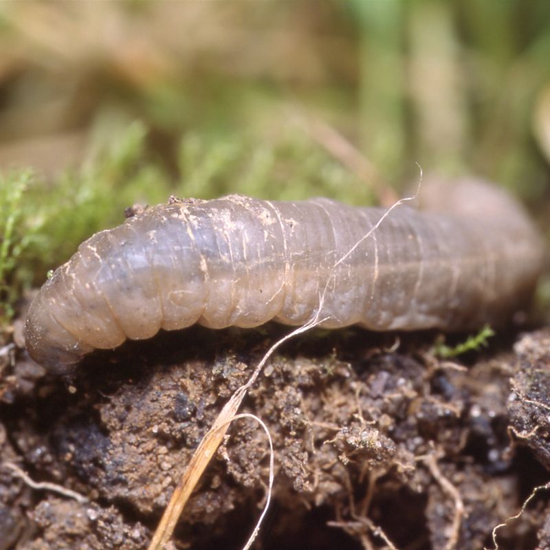 Letherjacket grub