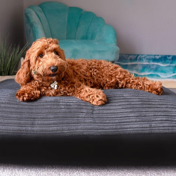 Suggested Header Dog Bed Jumbo Corduroy - Medium - Slate Grey.jpg