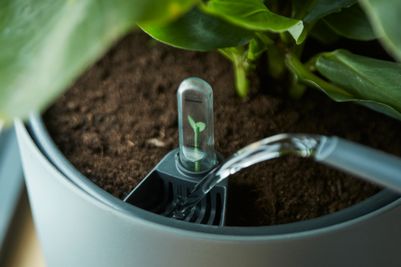 self-watering insert